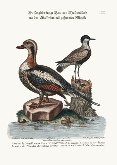 The Long-tailed Duck from Newfoundland, and the Spur-winged Plover, 1749-73 by George Edwards